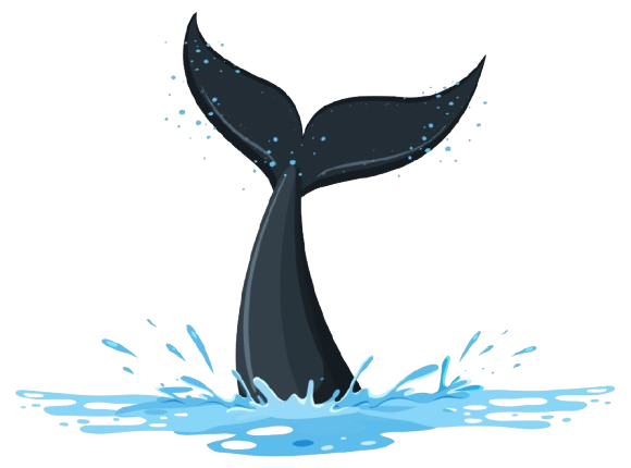 whale illustration